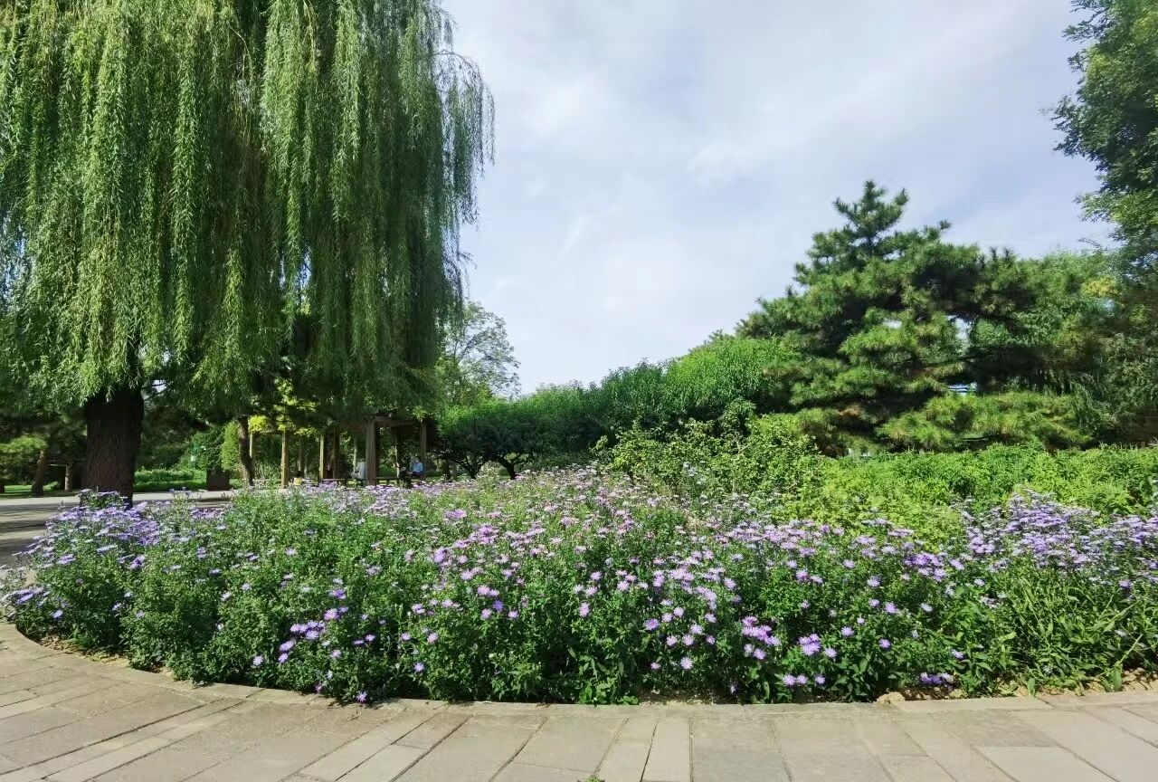 天壇云科普 秋季公園里的紫色精靈——紫菀的生態與觀賞之旅